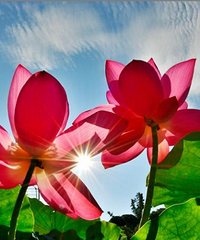 ϴ԰ʺβ˵˵2018ϴ԰