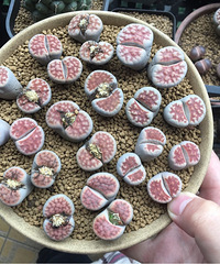 ����ƽʱ���ٿ����Ļ����ݲ�