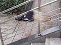 �ɶ�һС������ʬ�飿