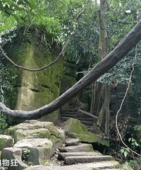 ʥɽɭֹ԰ôʺϺȥʥɽɭֹ԰ô