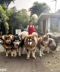 ������11ֻ����˹��