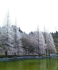 本来准备看彩色森林,结果到山王坪看了场雪+冬游季