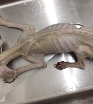 ��������������Ƥ����