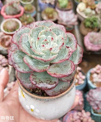 �������ʱ�򣬱ȸ������껹����