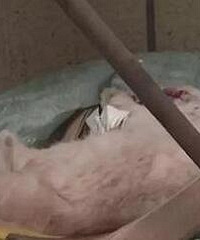 小区天上掉下一只猫,砸中男子脑袋