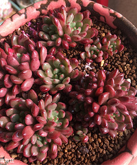 ���Ƕ����ҵ���ͷ���⡱��