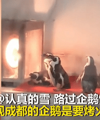 南方冬天有多冷?成都企鹅靠电暖气过冬