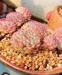 ����������ֲᣬ��������Щ�����н���