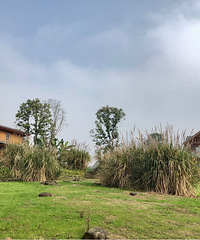 �����Ұ�����Σ�ɹ̫������ɳ̲������Ѽ�ӣ�«έ������������