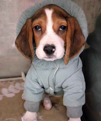 ��ֻ����ֱ�Ǹ�Ϸ��