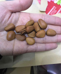 跟团的坚果到手了,大颗粒的松子好吃得停不下来,比超市品质好