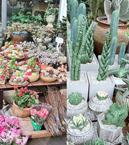 ��ĩ���������ŵĻ�԰