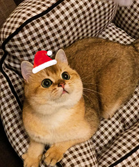 ������ֻС����