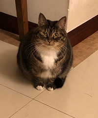 �ҵ�è����������