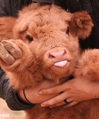 ��С����ţҲ̫���˰�