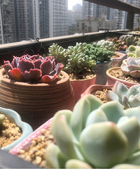 最爱多肉们的色彩斑斓,四季变化