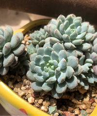 最爱多肉们的色彩斑斓,四季变化