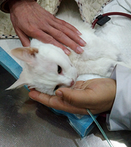 ����Ҽҽ�18���è