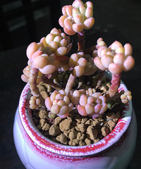终于凑满了100盆多肉,分享我的种植心得手账本