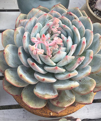 这里的每一盆多肉都想搬回家