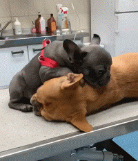 �������׶��ظ��飿