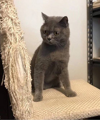 ��è���ɳ������