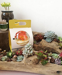 ȥ��óԵ��̶���꣬����򵥵��ݷ絰��