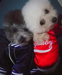 Ϸ�����Ӱ�����