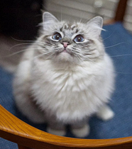 ����ʢ������