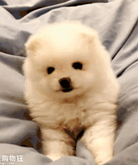 ˯����������С�̹�