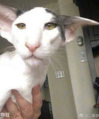 ��ЩèҲ���̫������