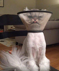 �մ�ҽԺ��������