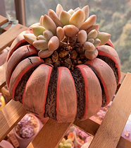 ��Щ���⻨��Ҳ̫����