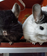 ��������С�ɰ�