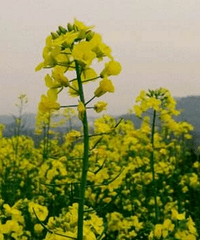 重庆广阳岛油菜花什么时候开放?重庆广阳岛看油菜花自驾路线
