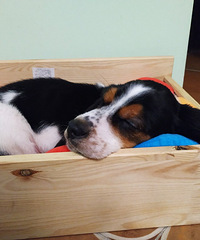 �����а��������˼�