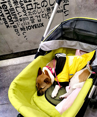 �������ճ�