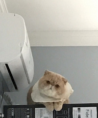 �Ҽ�è�����족��