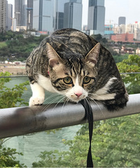 ��ֻ�껨è����������