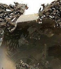 重庆一大学老师挖活体珊瑚被抓