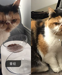 ����ֻè����Ϯ��