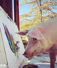 ����һֻ�ử����������