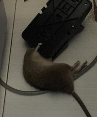 当我家发现老鼠后........