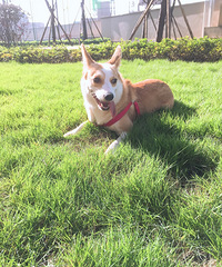 ������ֻ����Ѫ�߽Ż���