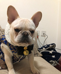 һֻ�������ĵ�������