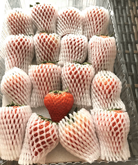 99ͲݮŹ71Ԫ3Ƴɲݮ