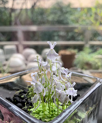 ����һ��ʳ��ֲ��