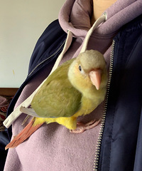 �������˸�������֡�