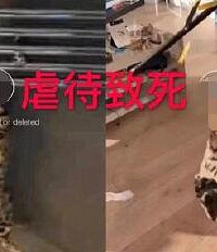 伦敦留学生虐猫至死,想逃回国内