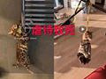留学生虐猫致死想回国